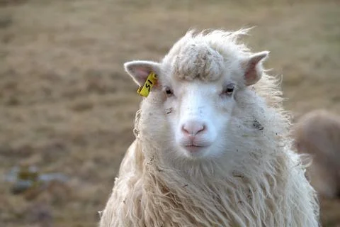 Sheep in the wilderness Stock Photos