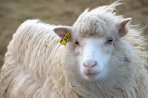 Sheep in the wilderness Stock Photos