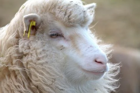 Sheep in the wilderness Stock Photos
