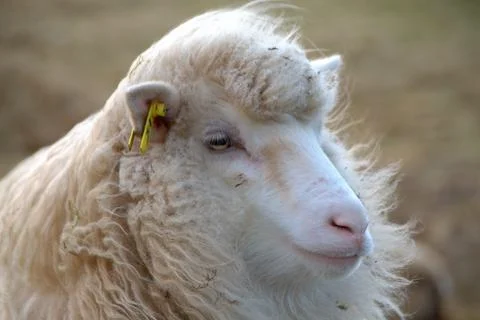 Sheep in the wilderness Stock Photos