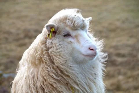 Sheep in the wilderness Stock Photos