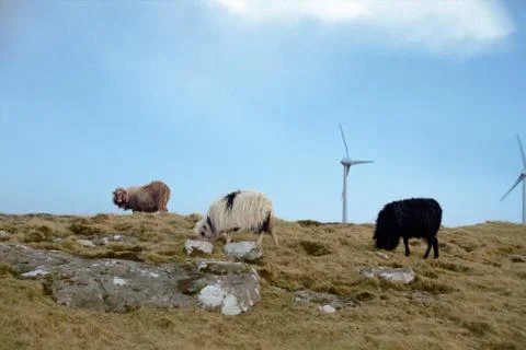 Sheep in the wilderness Stock Photos