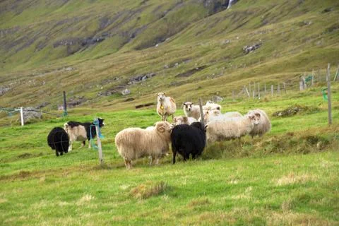 Sheep in the wilderness Stock Photos