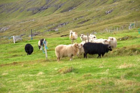 Sheep in the wilderness Stock Photos