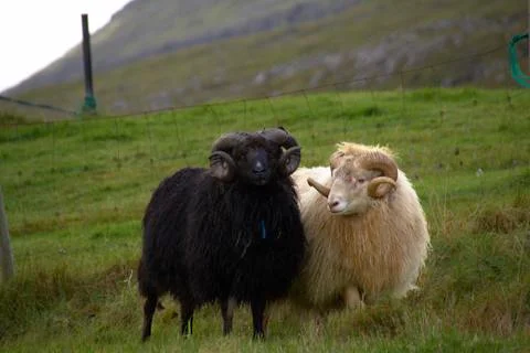 Sheep in the wilderness Stock Photos