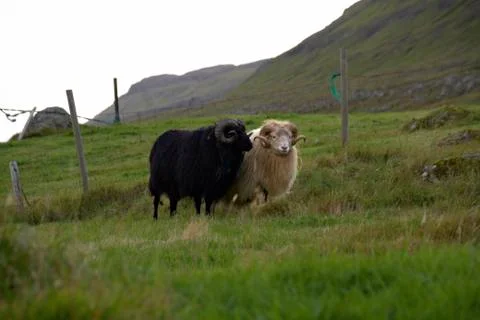 Sheep in the wilderness Stock Photos