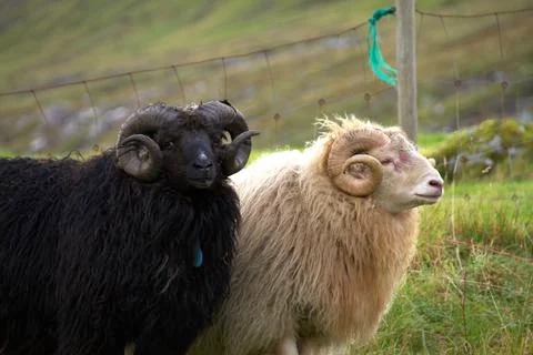 Sheep in the wilderness Stock Photos