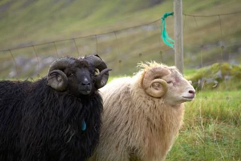 Sheep in the wilderness Stock Photos