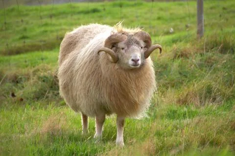 Sheep in the wilderness Stock Photos