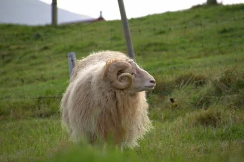 Sheep in the wilderness Stock Photos