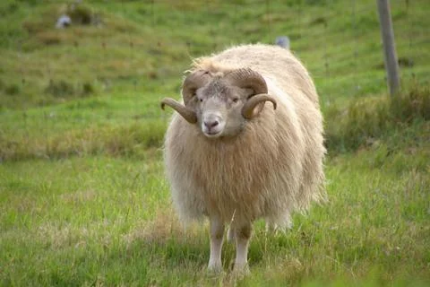 Sheep in the wilderness Stock Photos