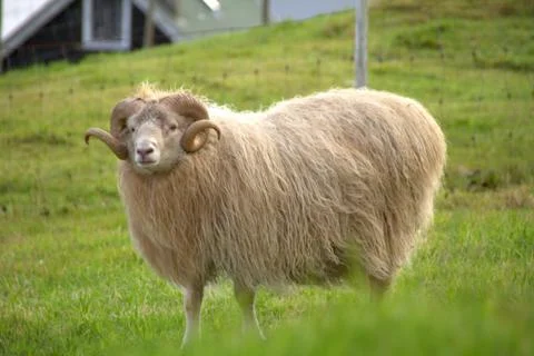 Sheep in the wilderness Stock Photos