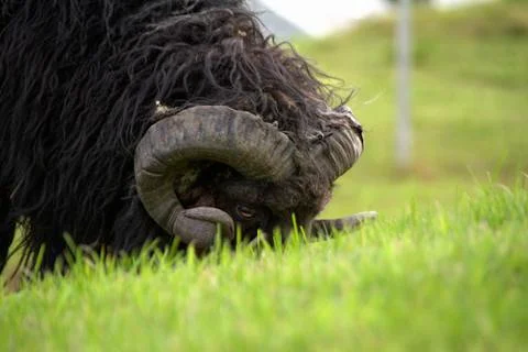 Sheep in the wilderness Stock Photos