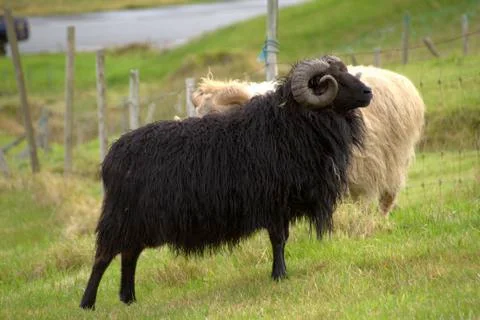Sheep in the wilderness Stock Photos