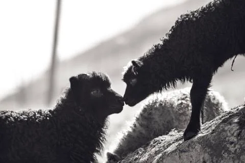 Sheep in the wilderness Stock Photos