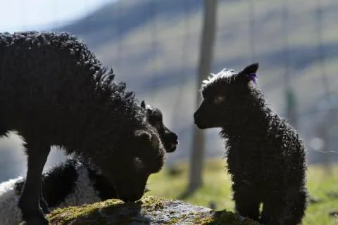 Sheep in the wilderness Stock Photos