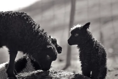 Sheep in the wilderness Stock Photos