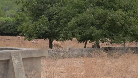 Sheep will go on pasture. in the suburbs of Polenca Stock Footage 76512384