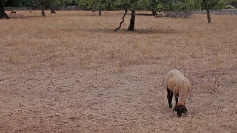 Sheep will go on pasture. in the suburbs of Polenca Stock Footage 76514833