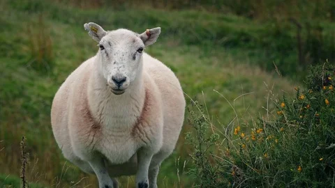 Sheep On Windy Hillside Stock Footage 80815594