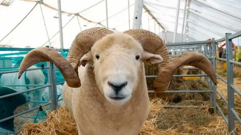 Sheep winner of the competition for the best example of rural livestock Stock Photos