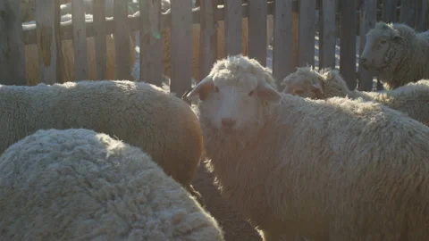 Sheep on the winter farm Video stock 85715613