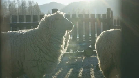 Sheep in winter on the farm Stock Footage 85715741