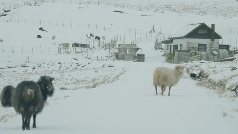 Sheep in winter on the Faroe Islands Stock Footage 93674441