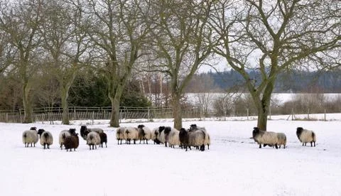 Sheep in winter garden 写真素材