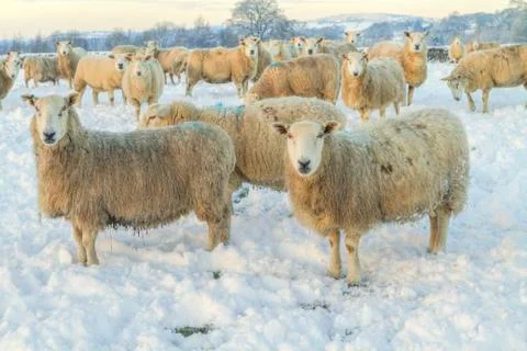 Sheep in winter landscape Stock Photos