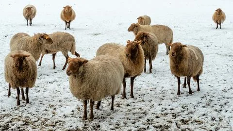Sheep in winter Stock Photos