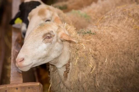 Sheep without eye Stock Photos