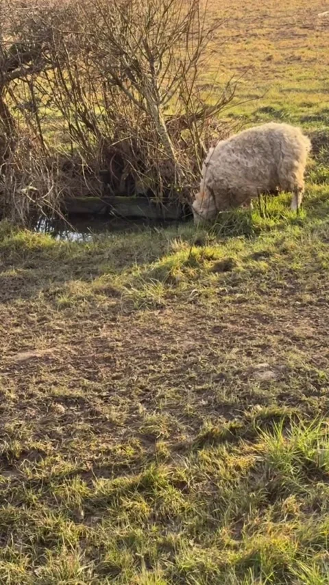 Sheep Won't Leave Man Alone After Rescue, uk - 18 Aug 2025 Stock Footage 315313831