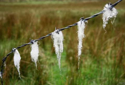 Sheep wool on barbed wire in countryside Stock Photos