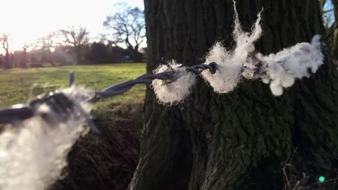 Sheep wool on barbed wire fence Video stock 76632748