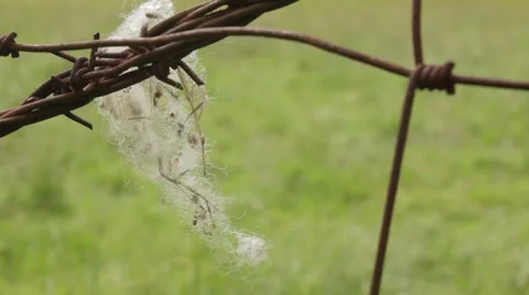Sheep wool caught on barbed wire Stock Footage 59122410