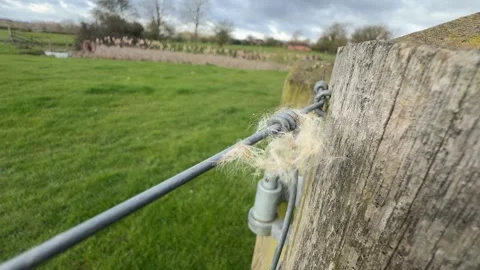 Sheep wool caught on wire detail Stock Footage 331539798