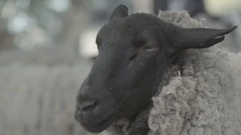 SHEEP WITH WOOL CLOSE UP SHOT SHEEP WALKS OUT OF SHOT IN SLOW MOTION Stock Footage 100775727