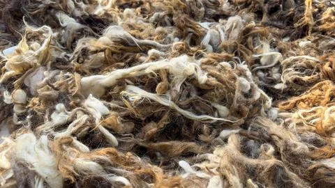 Sheep wool. Collection of colored sheep wool Stock Photos