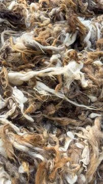 Sheep wool. Collection of colored sheep wool Stock Photos