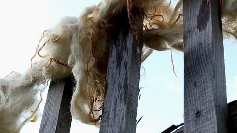 Sheep wool on the fence Stock Footage 71573085