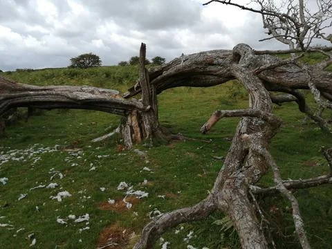 Sheep wool lying in field 스톡 사진