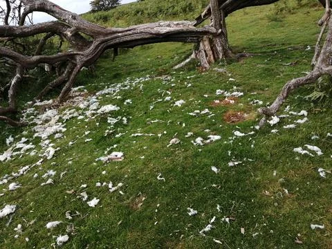 Sheep wool lying in field 스톡 사진