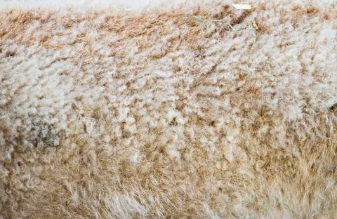 Sheep Wool Foto stock