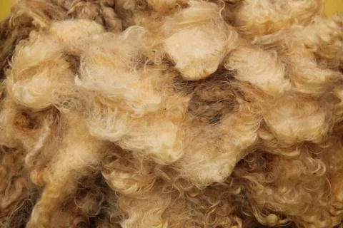 Sheep Wool. Stock Photos