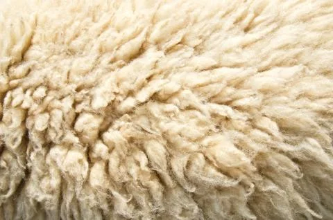 Sheep wool skin Photos