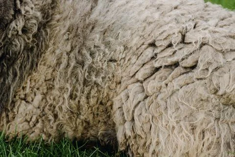 Sheep wool texture on the grass Stock Photos