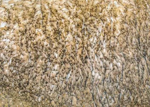 Sheep Wool Texture Stock Illustration
