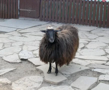 Sheep in the yard 库存照片