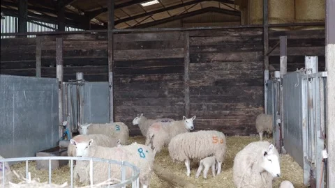 Sheep with young lambs in a barn Stock Footage 234582500